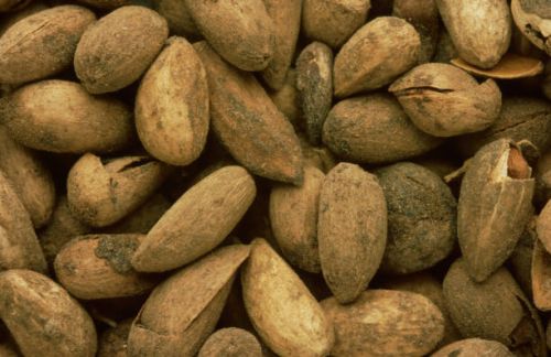 Organic Neem Seeds, Brand Name : Maa Kripa Traders for Medicine