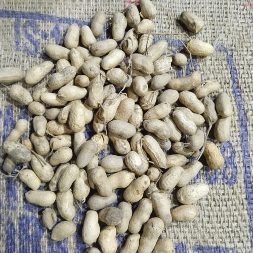 Seeds Whole With Skin Raw Peanut for Cooking, Human Consumption