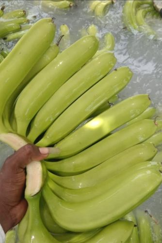 Green Organic Fresh Cavendish Bananas for Cooking, Human Consumption
