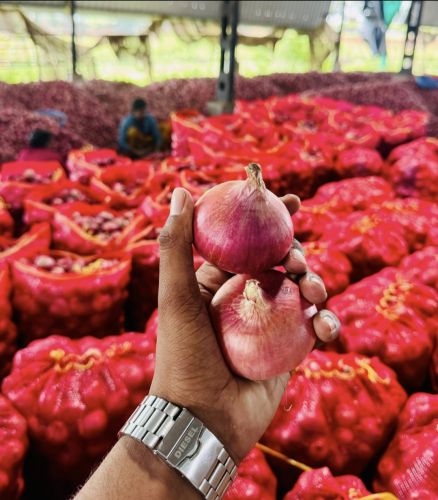 Red Onions, Cultivation Type : Natural for Cooking, Restaurant, Food