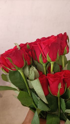Natural Fresh Red Rose for Cosmetics, Decoration, Gifting