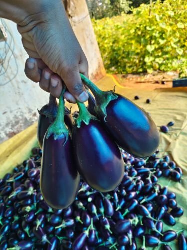 Green Brinjal, Packaging Size : 5Kg, 10Kg, 25Kg