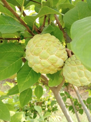 Export White Cauliflower, Cultivation Type : Natural