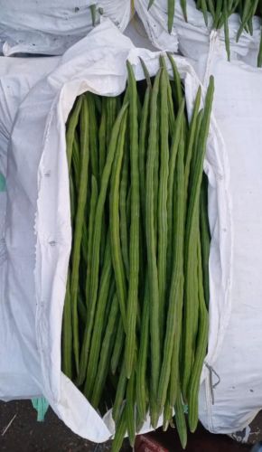 Green Drum Stick, Packaging Size : 5Kg, 10Kg, 25Kg, 50Kg