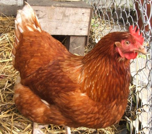 Brown RH1 Breed Chicks for Laying Eggs & Meet