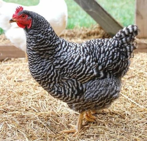 Gramapriya Chicks, Weight : 200 to 300gm