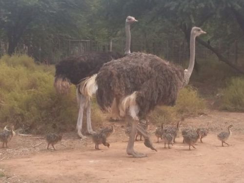 Ostrich Bird Chicks for Laying Eggs
