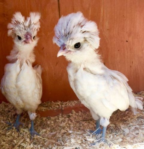 Polish Breed Chicks for Laying Eggs & Meet