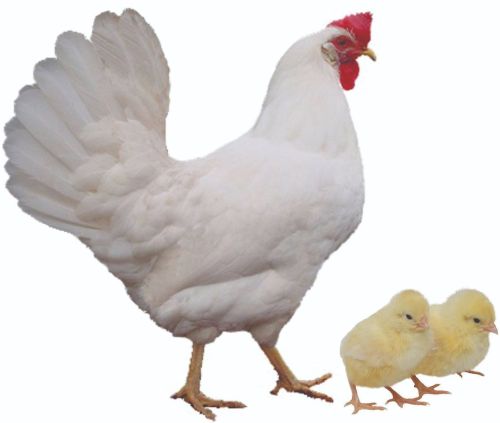 White Layer Breed Chicks