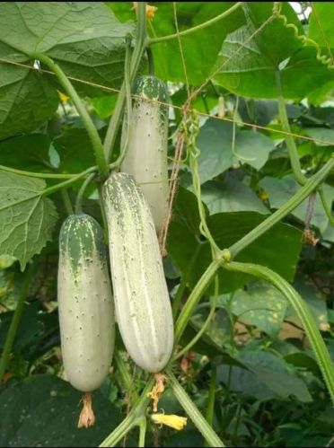 Baisaki Desi Cucumber Seeds, Packaging Size : 50 Grams