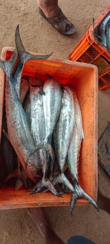 King Fish, Color : Silver Frozen, Packaging Type : Thermocole Box