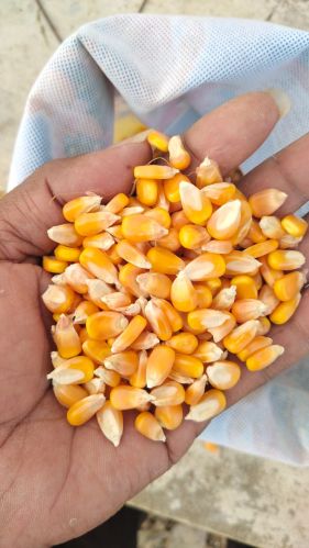 Organic maize, Seed Type : Natural, Grade : Feed Grade