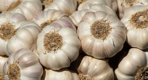 A Grade Fresh Garlic Medium For Food