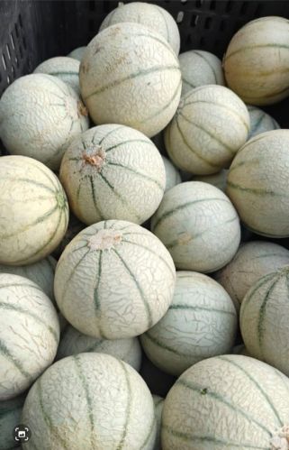 Natural Fresh Musk Melon, Color : Green, Packaging Size : 10Kg