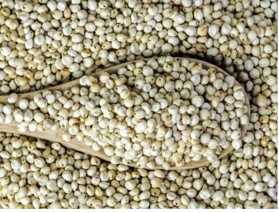 Sorghum Seeds For Animal Feed