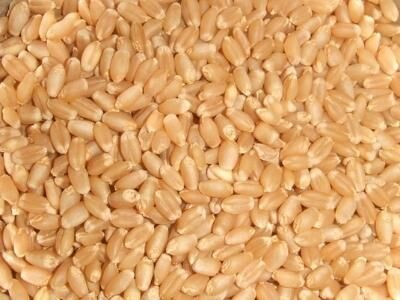 Wheat Whole