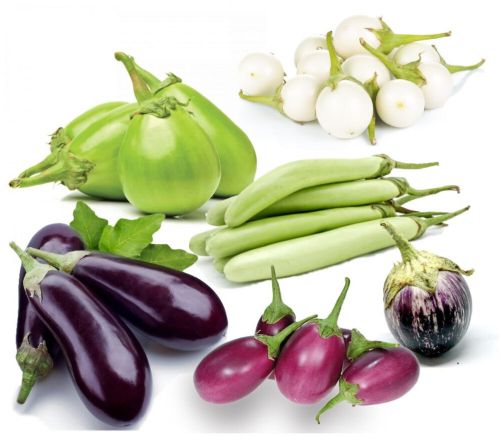 Fresh Brinjal, Color : Purple, Speciality : Organic