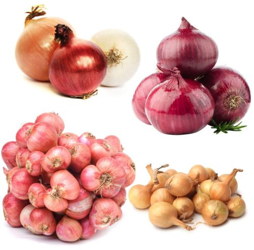 Fresh Onion, Color : White