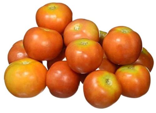 Fresh Tomatoes, Color : Red, Speciality : Plump, Juicy, Versatile