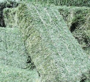 Maize Alfalfa Hay Bales