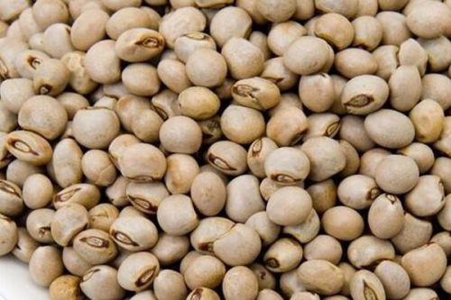 Pigeon Pea, Speciality : High In Protein Dietary Fiber