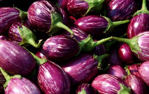 Fresh Brinjal, Speciality : Healthy, Organic