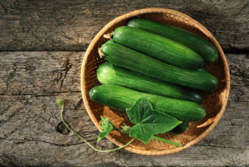 Fresh Cucumber, Speciality : Organic, Freshly Picked