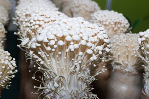 Organic Enoki Mushroom, Packaging Size : 1Kg White for Food