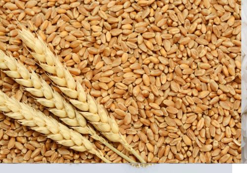 Wheat, Packaging Type : Jute Bag