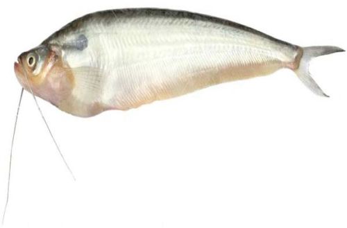 Pabda Fish Alive, Fresh, Frozen, Variety : Sea Bass