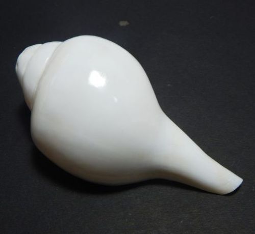 Blowing Shankh (Conch), Color : Natural