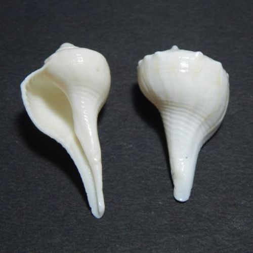 Dakshinavarti Shankh (Conch)