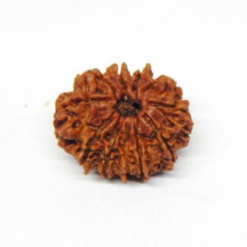 Eleven Mukhi (Face) Rudraksha, Color : Brown