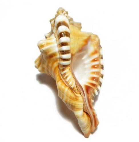 Ganesha Shankh (Conch) 4.5 Inches, Weight : 80 Gms