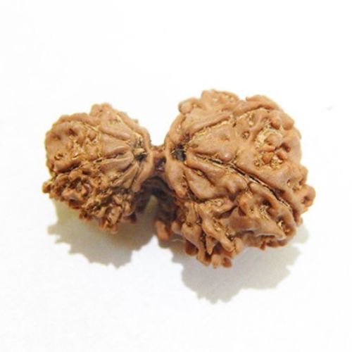 Gauri Shankar Nepali Rudraksha