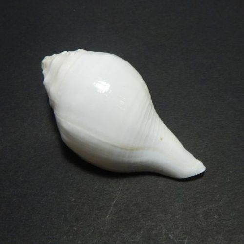 Jal Shankh (Conch) 3 Inches Approx, Weight : 60 Gms