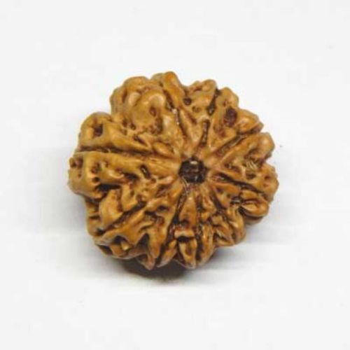 Nine Mukhi (Face) Rudraksha 22 Mm