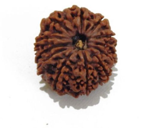 Twelve Mukhi (Face) Rudraksha 24 Mm