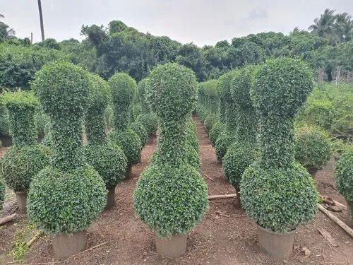 Natural Boxwood Two Ball Plant, Color : Green