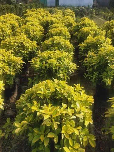 Ficus Yellow Outdoor Plant