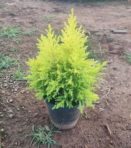 Natural Golden Cypris Plant, Color : Green