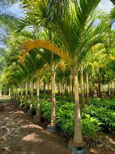 Golden Palm Tree, Color : Green