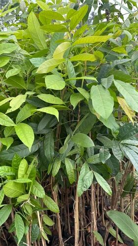 Mahogany Plants, Color : Green For Medicinal