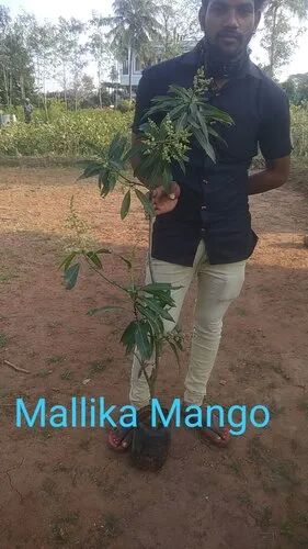 Malika Mango Plant, Color : Green For Fruits