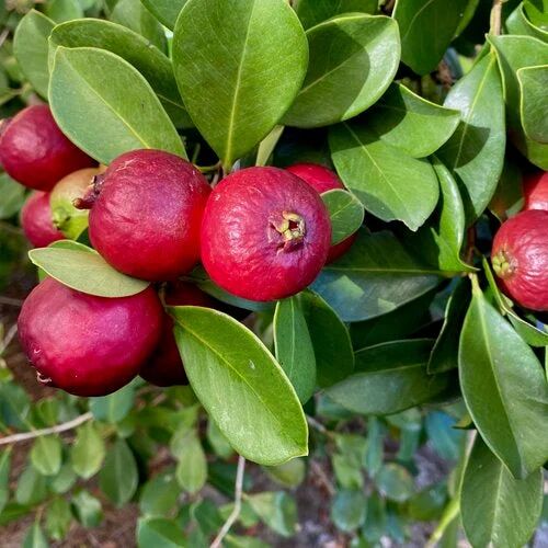 Strawberry Guava Plant, Color : Red For Fruits