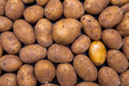 A Grade Brown Fresh Potato, Packaging Size : 25Kg, 50Kg Gunny Bag