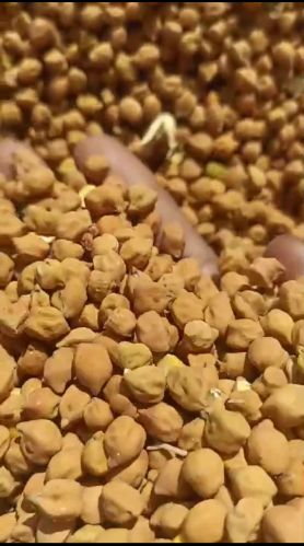 Jay Gajanan Organic Brown Chick Peas, Packaging Size : 25Kg, 50Kg