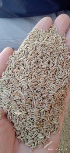 Natural cumin seeds, Packaging Size : 25Kg, 50Kg Food Grade