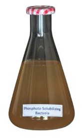 Nop Phosphate Solubilizing Bacteria Liquid, Purity : 99%