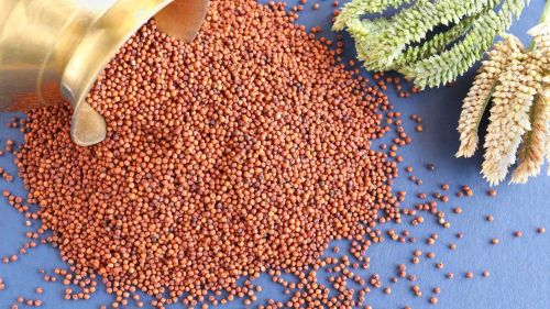 Finger Millet Seeds, Color : Red, Packaging Size : 5-25kg